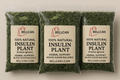 100% Natural Insulin Plant (Costus igneus) – Herbal Support for Blood Sugar Balance